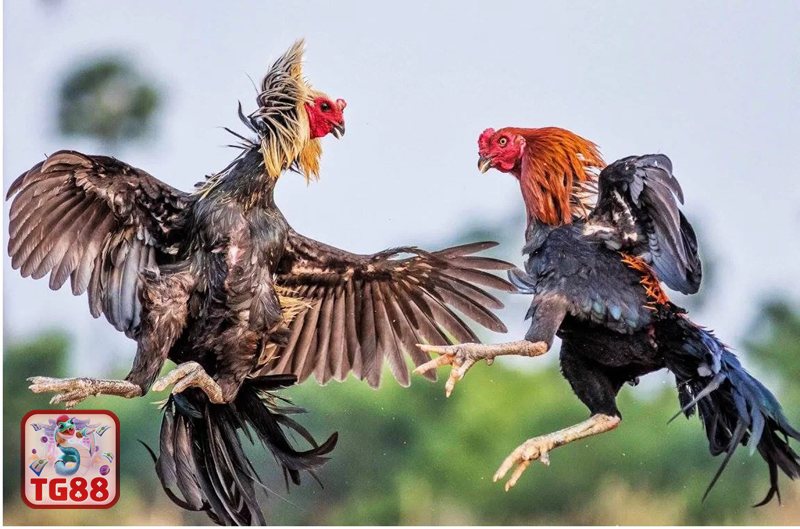 Đá Gà Cựa Sắt - Vì sao kỹ thuật trở thành yếu tố then chốt